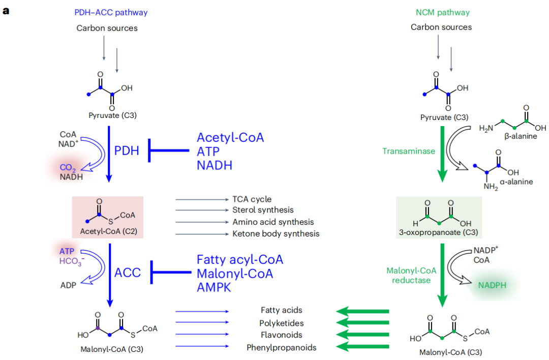 科学家构建丙二酰辅酶a新合成途径多杀菌素产量达到目前最高