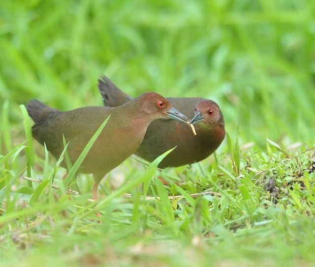 羊还能把自己戳死羊角不磨就长头里去了这是在用生命比懒