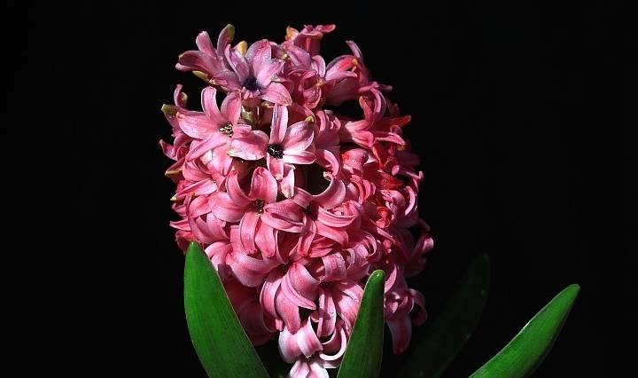 很多人喜欢风信子,却不知道它的寓意,花的颜色不同花语也不一样_粉色