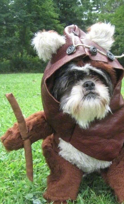 小俊介犬,虽然外表看起来很萌,但其实这是一种十分势力的狗狗,狗仗人