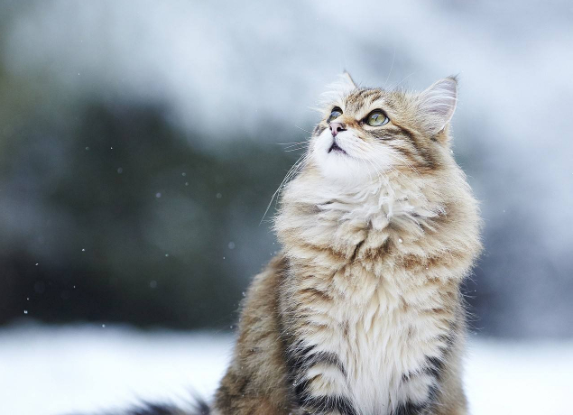 原创高冷傲娇的猫咪为什么喜欢看主人上厕所你家猫咪有过吗
