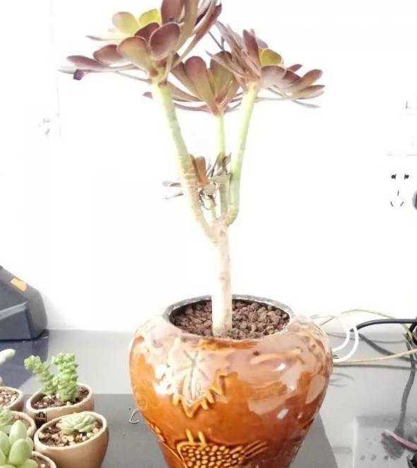 原创喝完的酒瓶别扔用来养多肉太抢手邻居都想掏钱来买