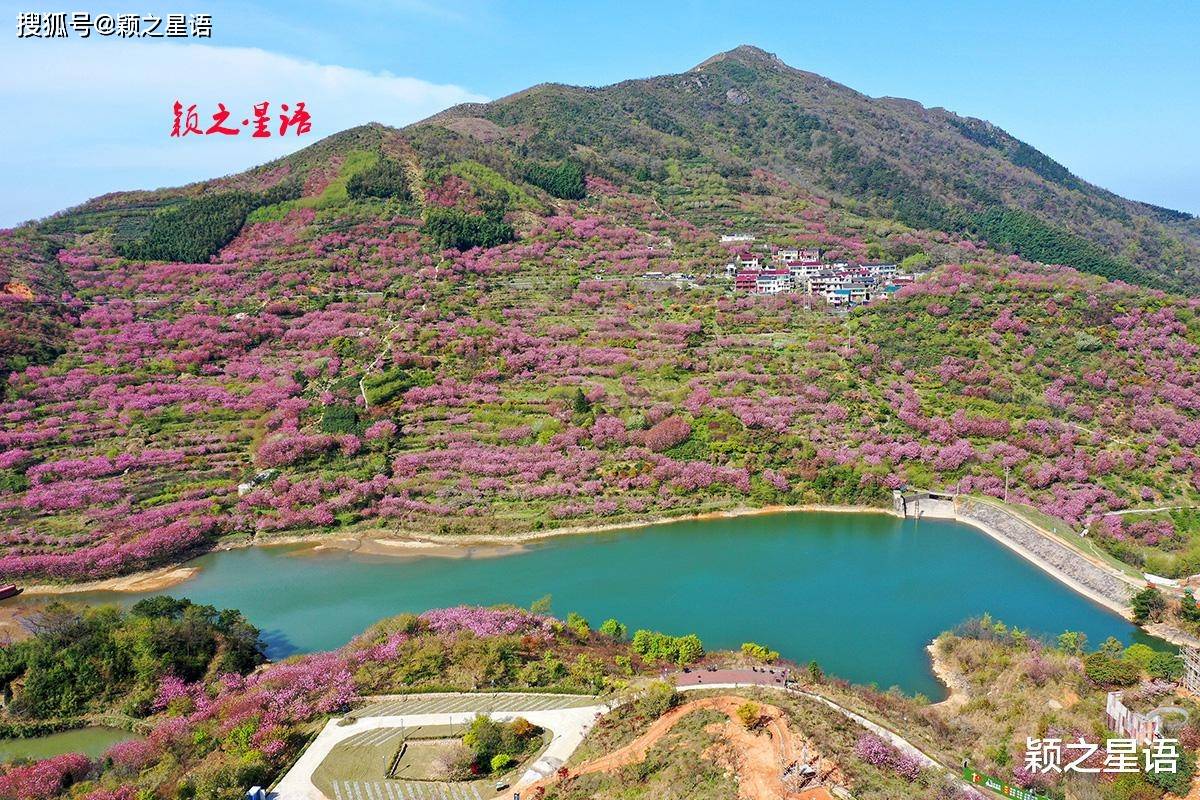 赏樱不用去日本和武汉,来浙江四明山就行,赏樱胜地天下无双_樱花_宁波