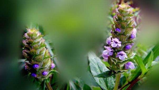 被人忽略的一味良药,春生夏亡,似"麦穗",可清泻肝火,降血压_枯草_植物