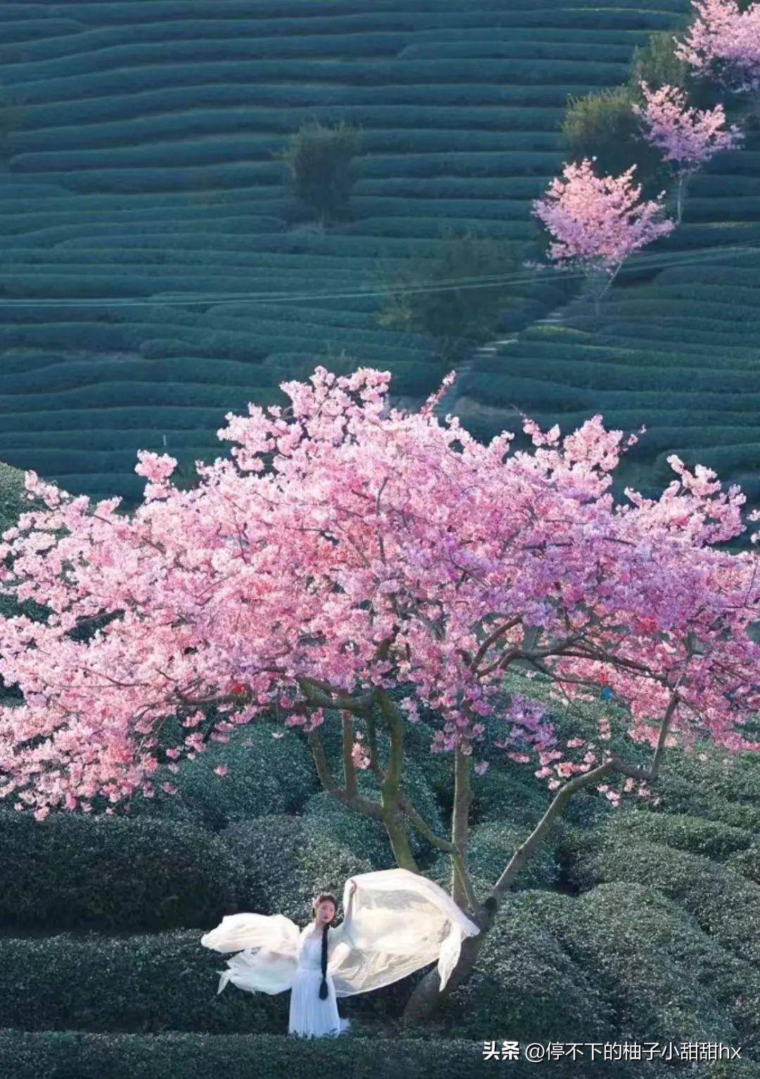 万亩樱花绽放惊艳国家地理比日本樱花壮观五倍赶快启程赏花吧