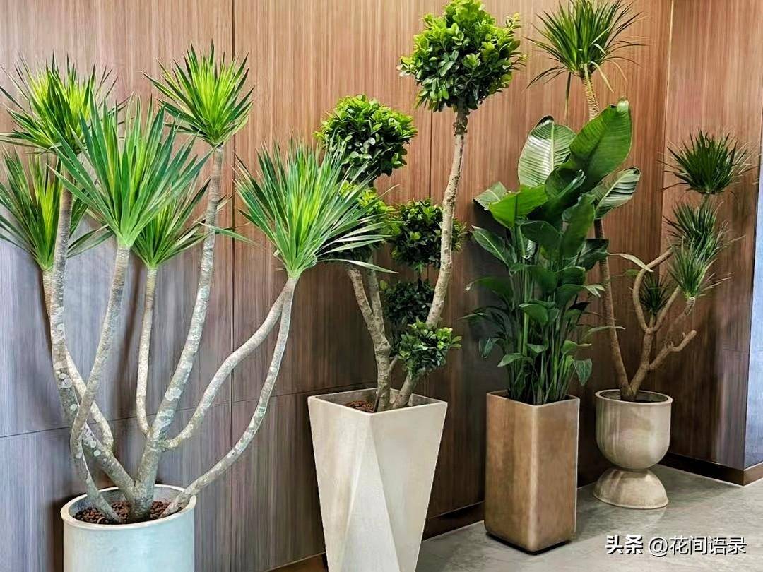 养在家里尊贵又霸气的绿植盘点