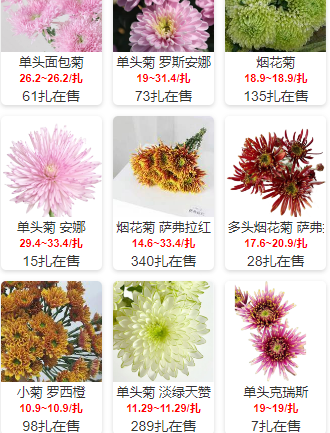 黄白菊≠清明节,菊花才是真正有内涵的花!