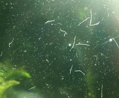 原创鱼缸里蛋白虫大量爆发它们对于七彩神仙鱼会不会有影响呢