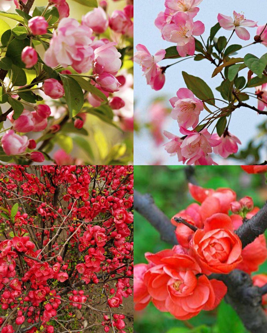 有院子就种这3棵树老祖宗的吉祥话不得不信