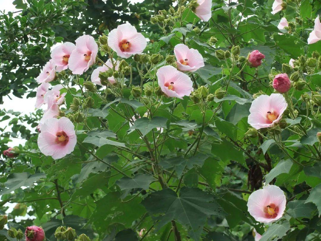 芙蓉花的养殖方法图片