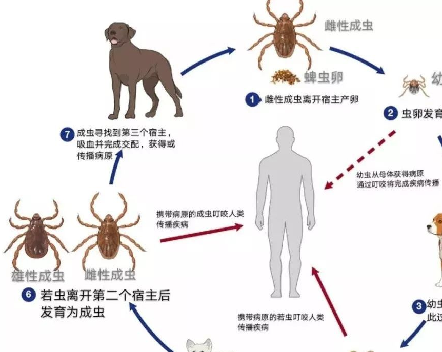 中国蜱虫分布图图片