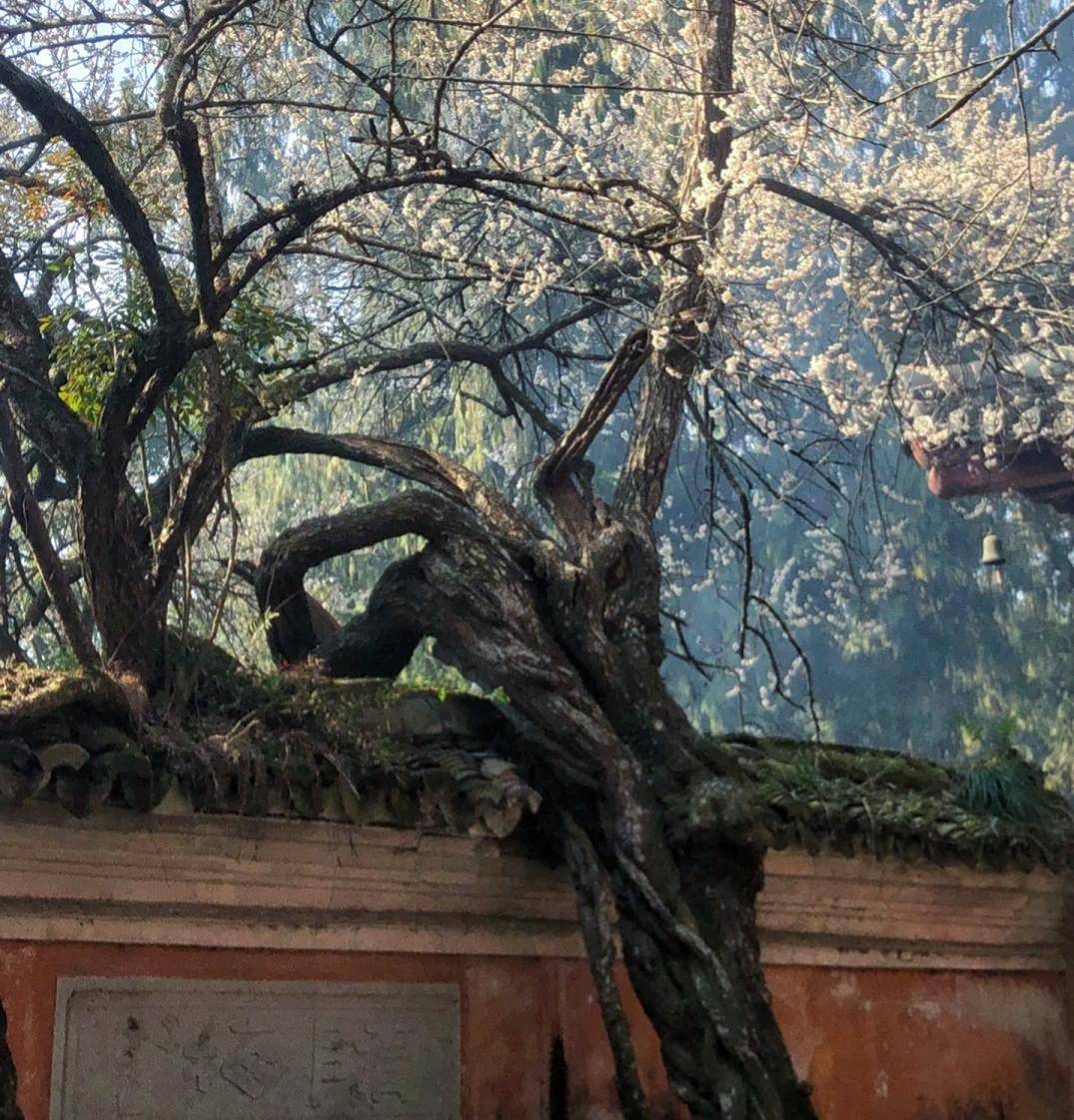 国清寺的千年梅树太惊艳了太有禅意
