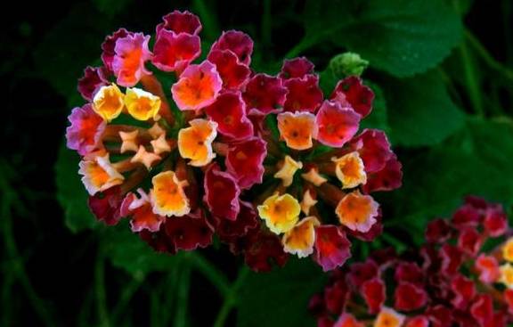 花期大概在每年的6月到10月期间,喜欢排水良好的沙壤土,这种五色花,它