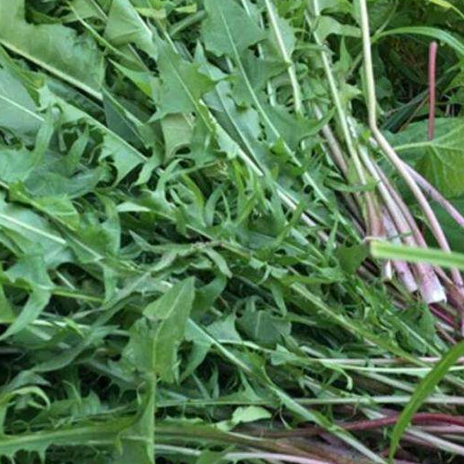 肺部的"清洁工",常抽烟的人坚持吃,排出烟毒养好肺_的作用_食物_苏子