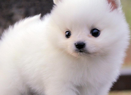 原创软萌博美很讨人喜欢但是真正养的人不多这五大缺点真是很难忍