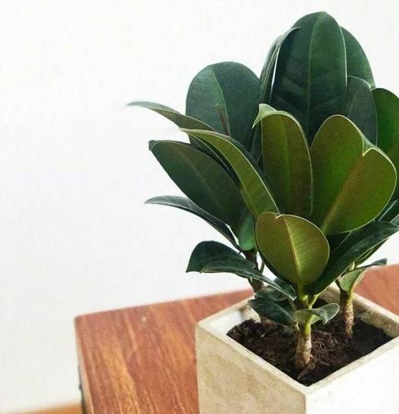 原创橡皮树春天一刀砍光杆子冒出28个芽1个月大变样