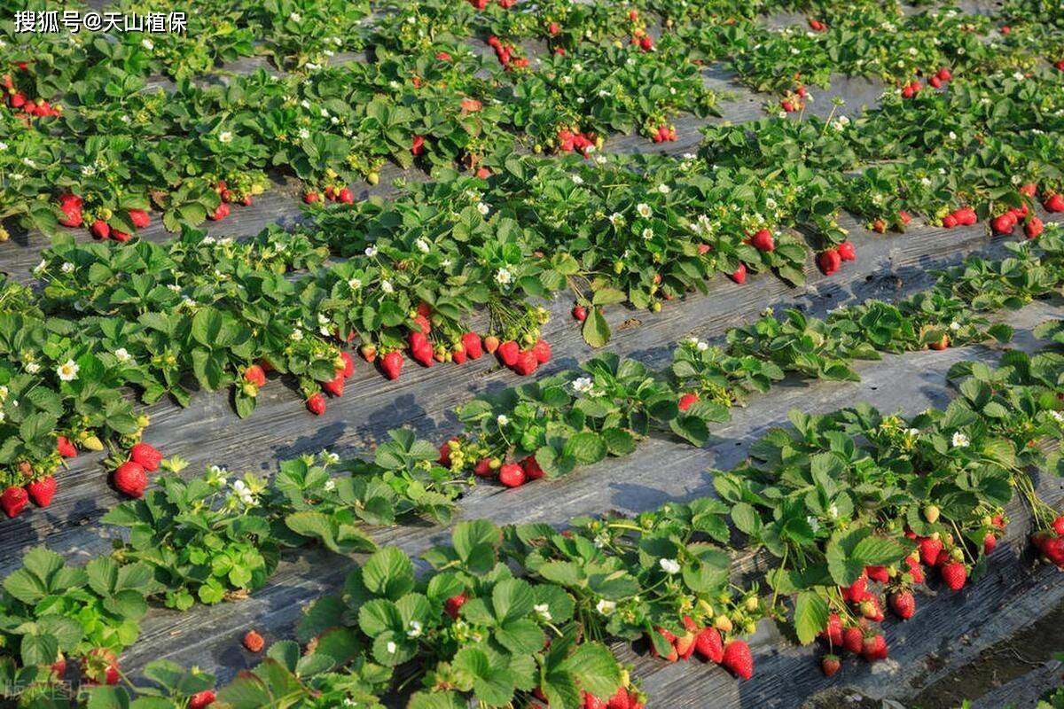 露天草莓亩产量一般多少斤_种植_影响_品种