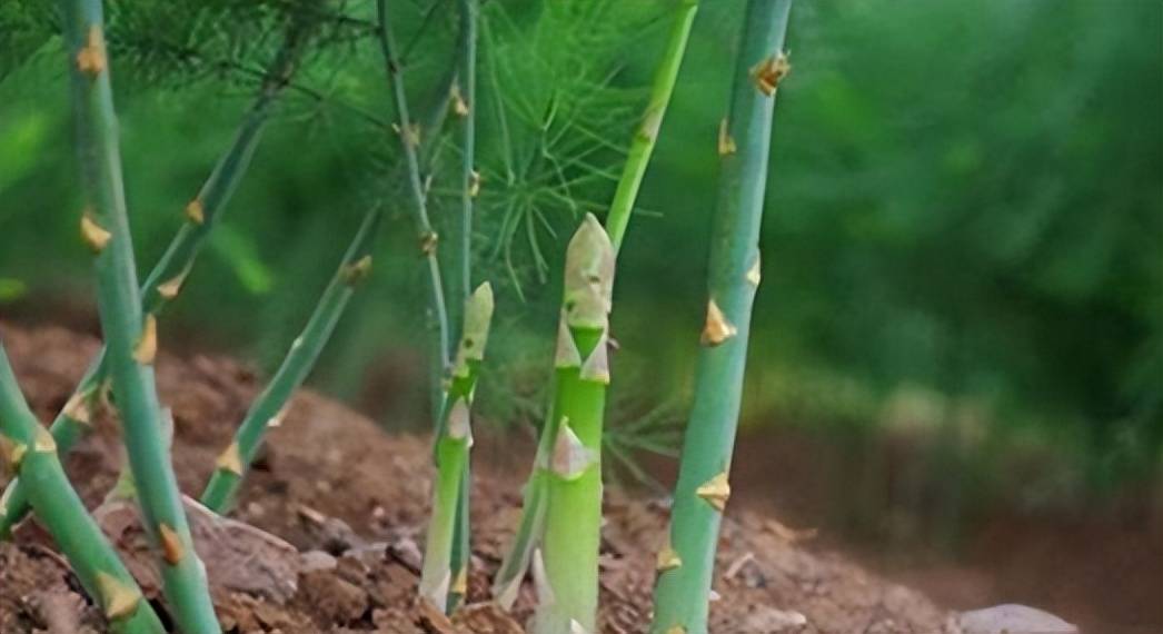 芦笋_口感_美食