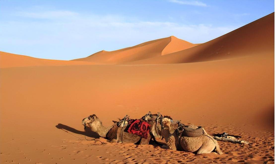 骆驼女孩恐怖图片图片