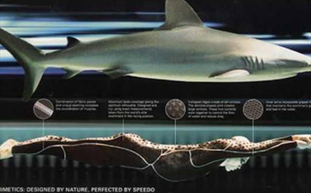 原创鲨鱼皮泳衣作弊的高科技7千一件只能穿6次被泳联禁用