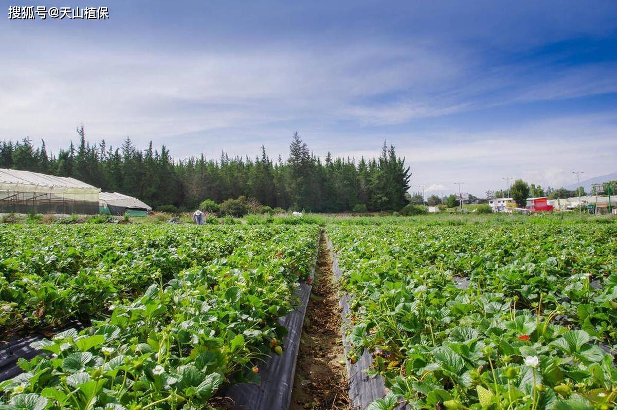露天草莓亩产量一般多少斤_种植_影响_品种