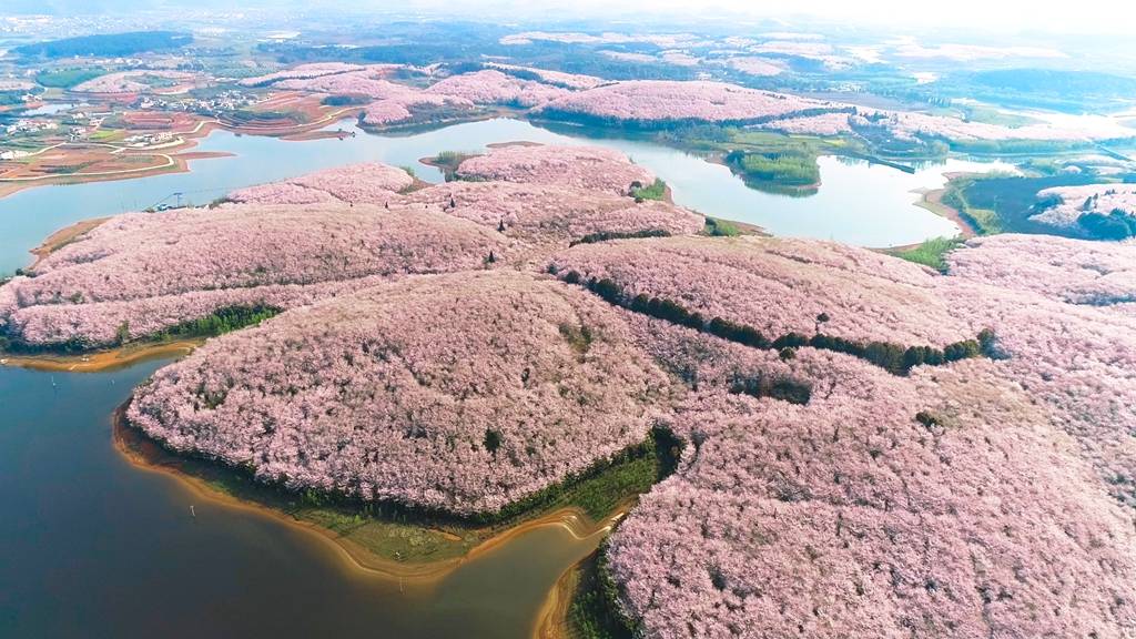在清镇市红枫湖镇大冲村,右二村附近,有一片总面积约3500亩的樱花园
