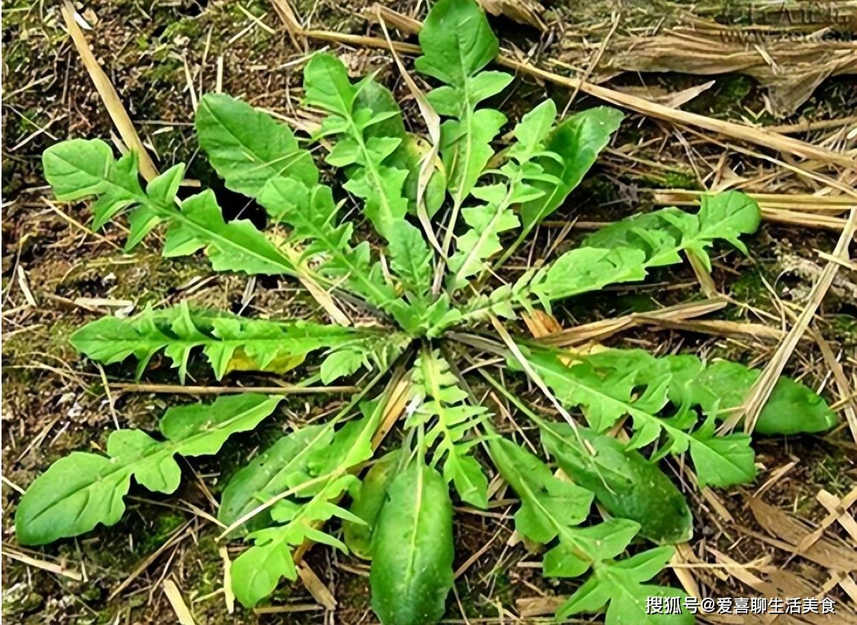 其实,春天的第一口野味——荠菜,不适合6类人,请自查一下!