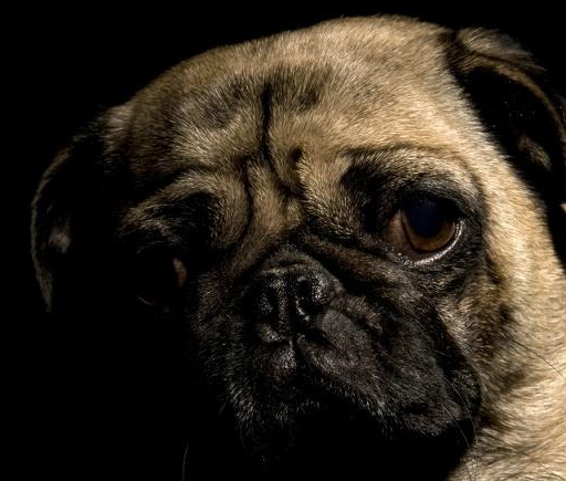 巴哥犬在我们国内也叫哈巴狗,这种狗狗不太喜欢运动,看起来比较懒洋洋