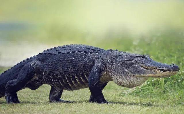 原创扬子鳄真的是战五渣吗为什么