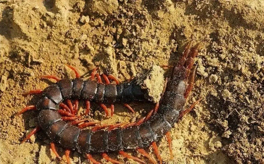 原创蜈蚣叮咬非常疼痛但竟然有一种蛇敢嗑它令人匪夷所思