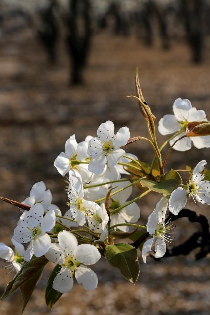 原创河北石家庄赵县梨花节即将到来什么时间来才能看到最美的梨花