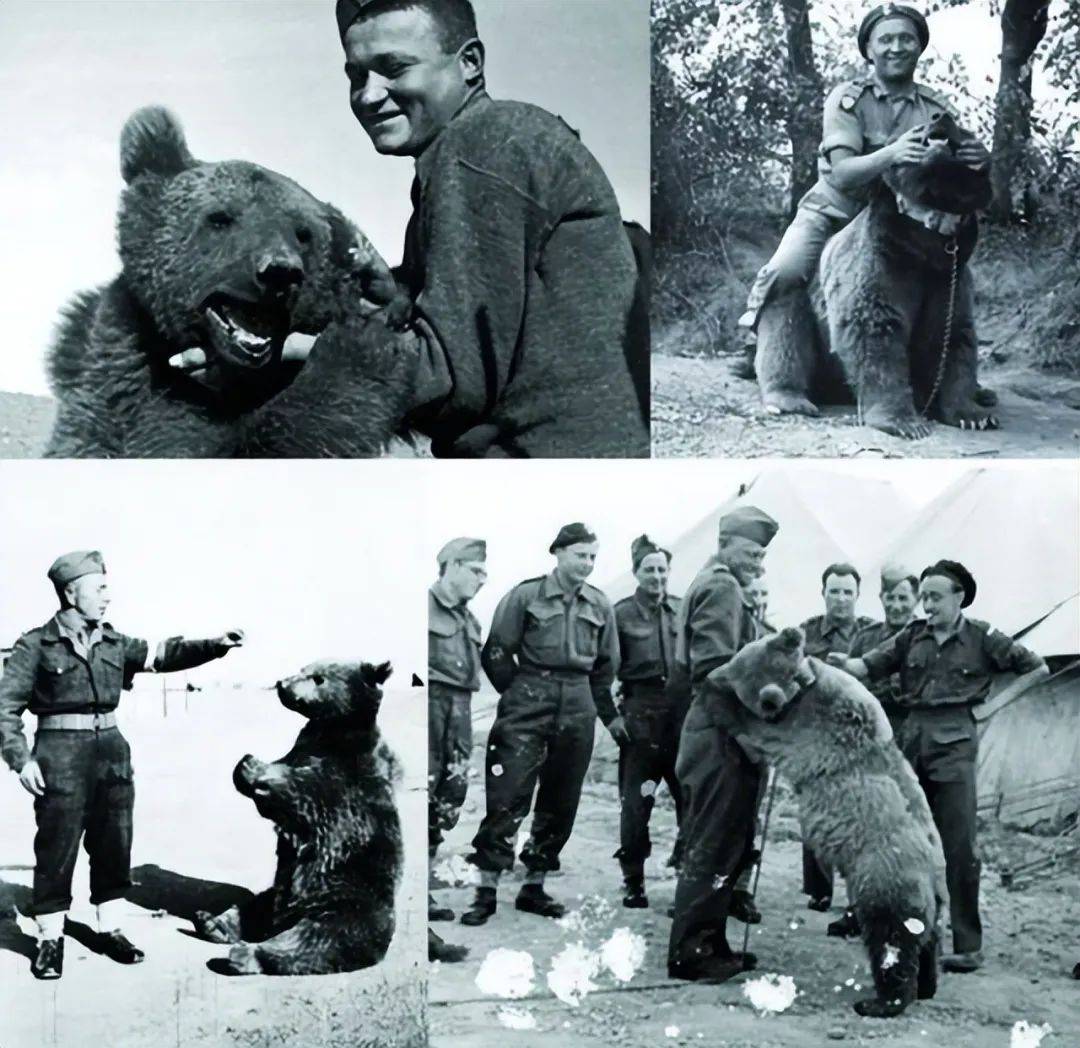 唯一拥有军衔的熊:二战成为后勤兵,搬军火运物资,还会抽烟喝酒