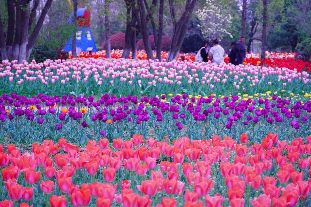 2024蚌埠花博园赏花时间 地点 简介