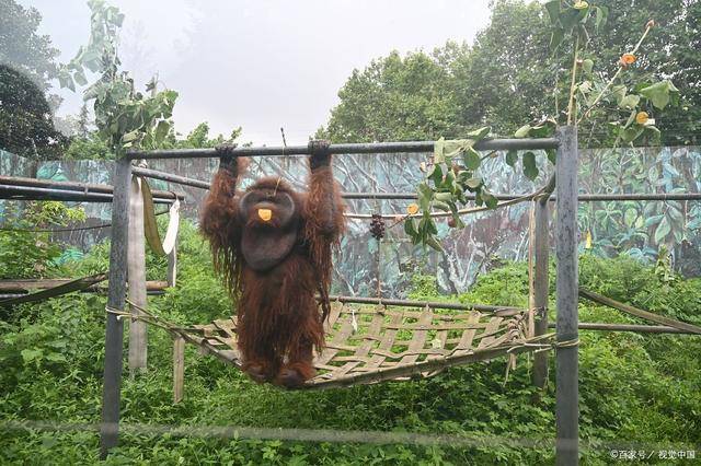 重庆两个动物园哪个好玩重庆动物园路线攻略