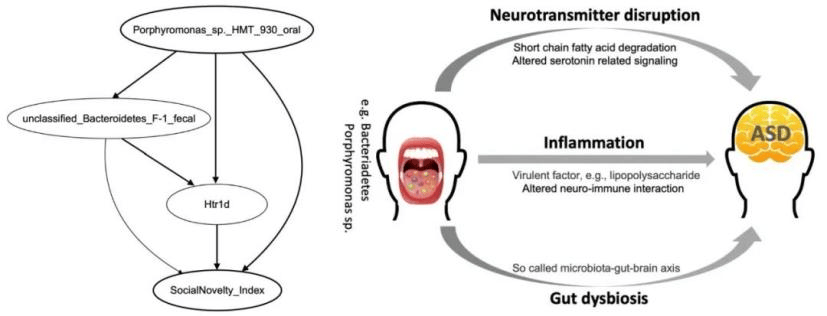 国自然热点微生物脑器官轴多组学助力脑器官轴深度剖析