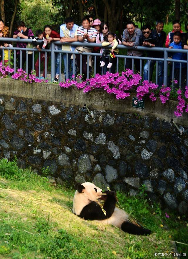 重庆两个动物园哪个好玩重庆动物园路线攻略