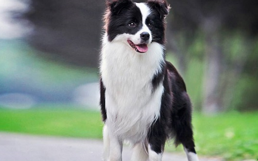 狗狗智商排行榜边牧不好意思我也不知道自己这么聪明