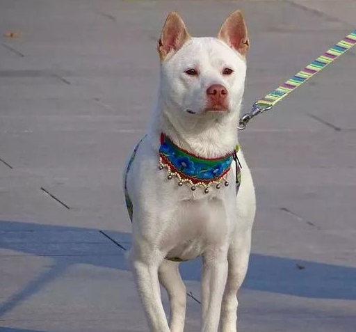 原创辟谣中华田园犬也能成警犬只因优点难以被繁殖继承而遭淘汰