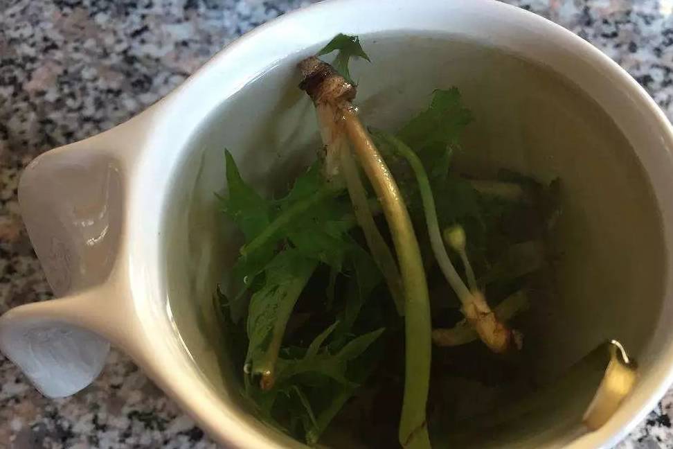 路边2种野草阳台也能种摘1片叶子开水一泡清热下火