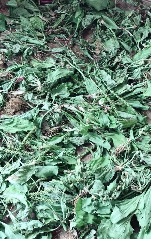 路边2种野草,阳台也能种,摘1片叶子开水一泡,清热下火!