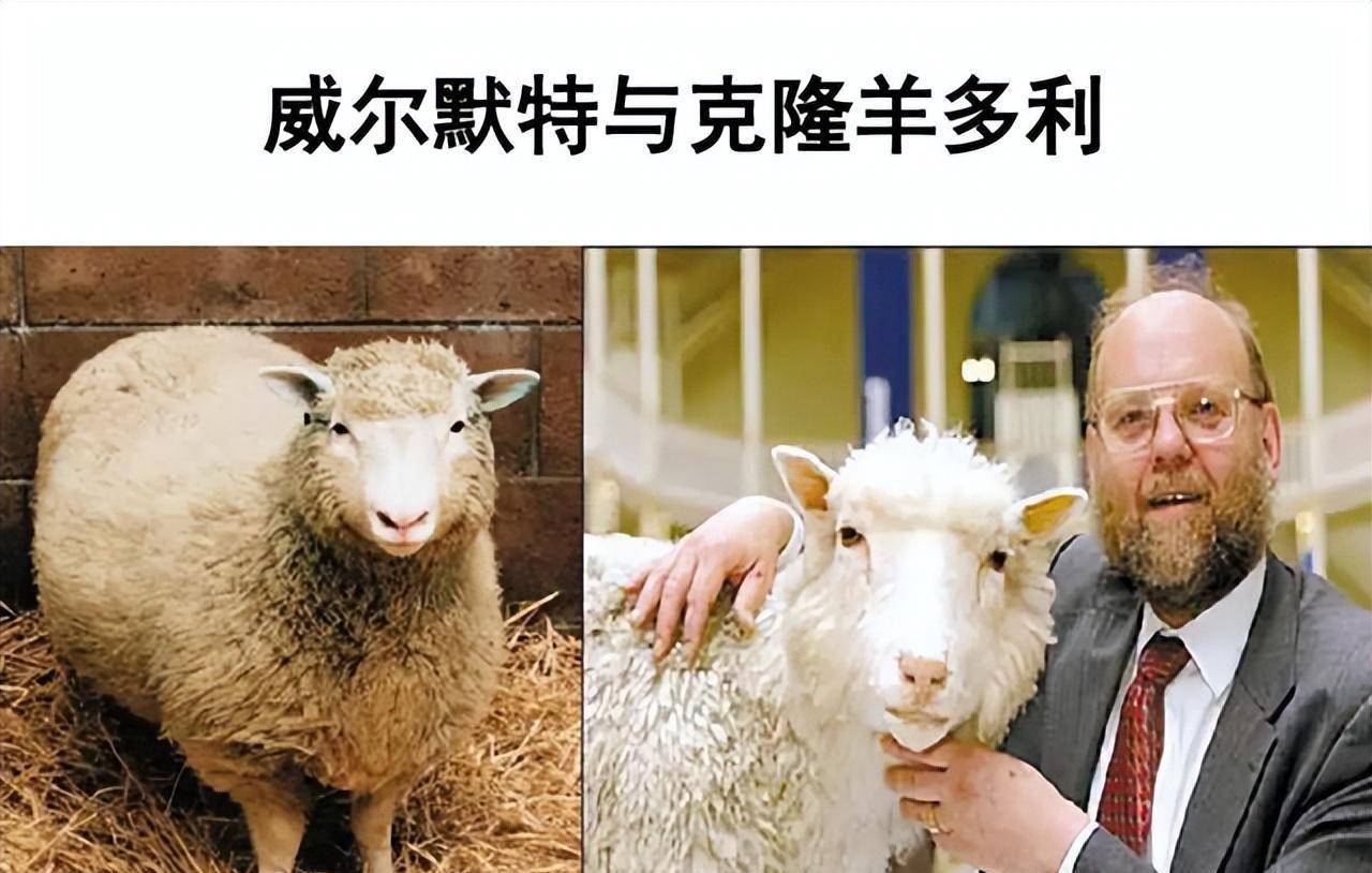 经过第三只母羊的孕育,小羊多莉的形貌提供细胞核的羊一模一样,仿佛一