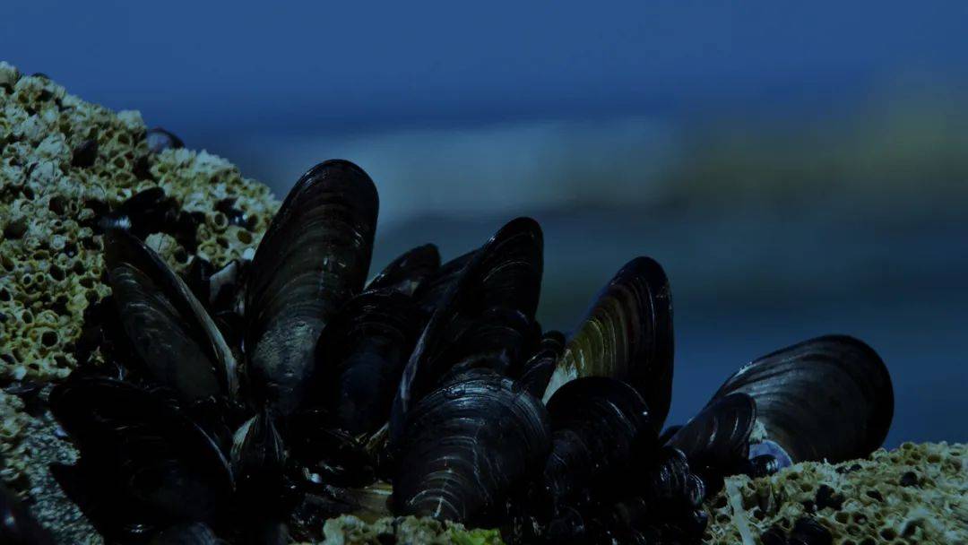 聚焦"炎性抗衰"新浪潮,新北辰开启细胞抗衰新时代!_皮肤_炎症_贻贝