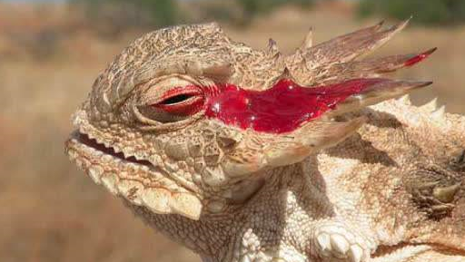 原创动物趣闻盘点全球10大怪异的蜥蜴有些体型庞大有些奇形怪状