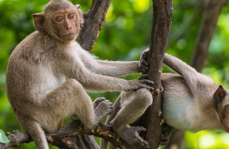 56,68,80,92年出生的属猴人的命运:属山上之猴,山下火命_女人_一生_人