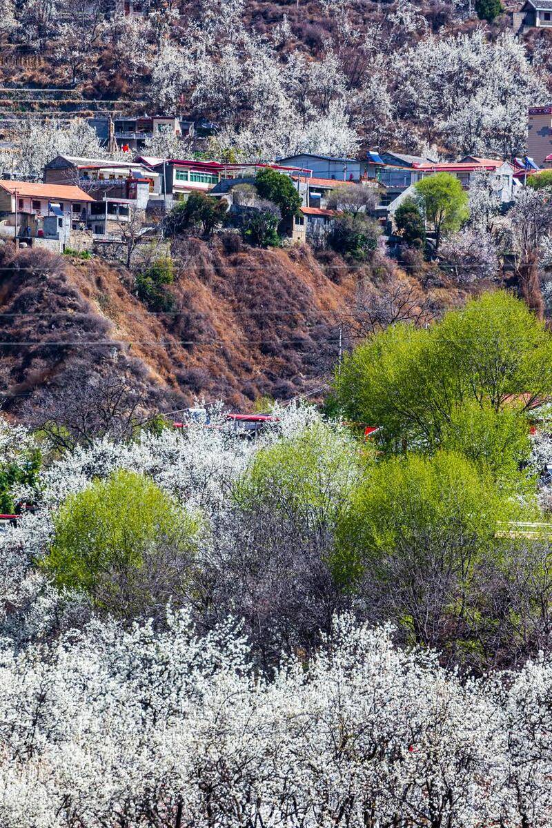 黄河九曲第一湾黄河自西向东进入四川时,用厚实的臂膀将阿坝州阿坝县