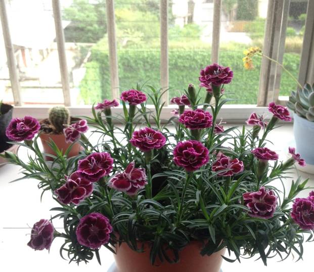 原创康乃馨不只是母亲节花还是盆栽佳品漂亮又芳香四季有花开