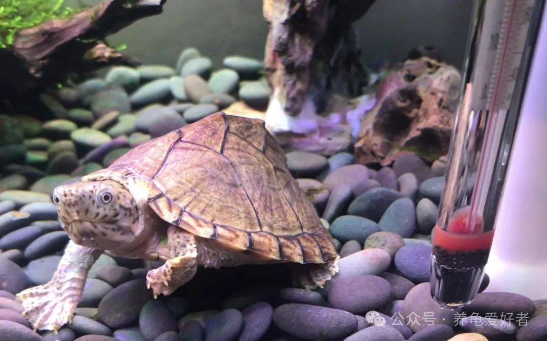 原创震惊到了剃刀龟轻则价格下跌重则种族延续困难