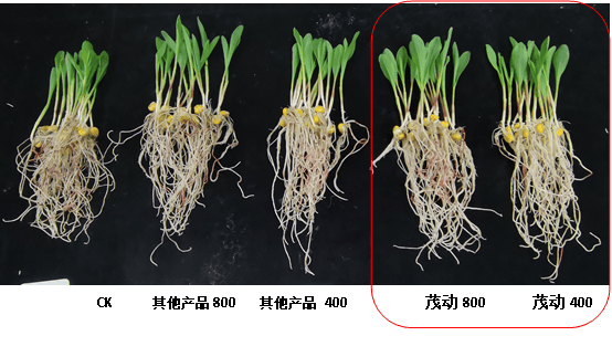 新型生物刺激素花粉多糖茂动如何正确选择生物刺激素