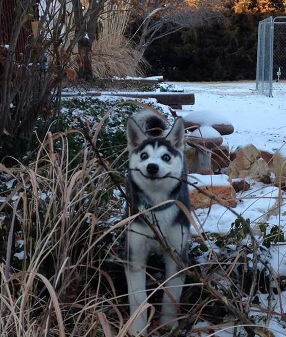 哈士奇犯二合集,完全是狗界的犯二扛把子,主人:不想养这狗了_表情