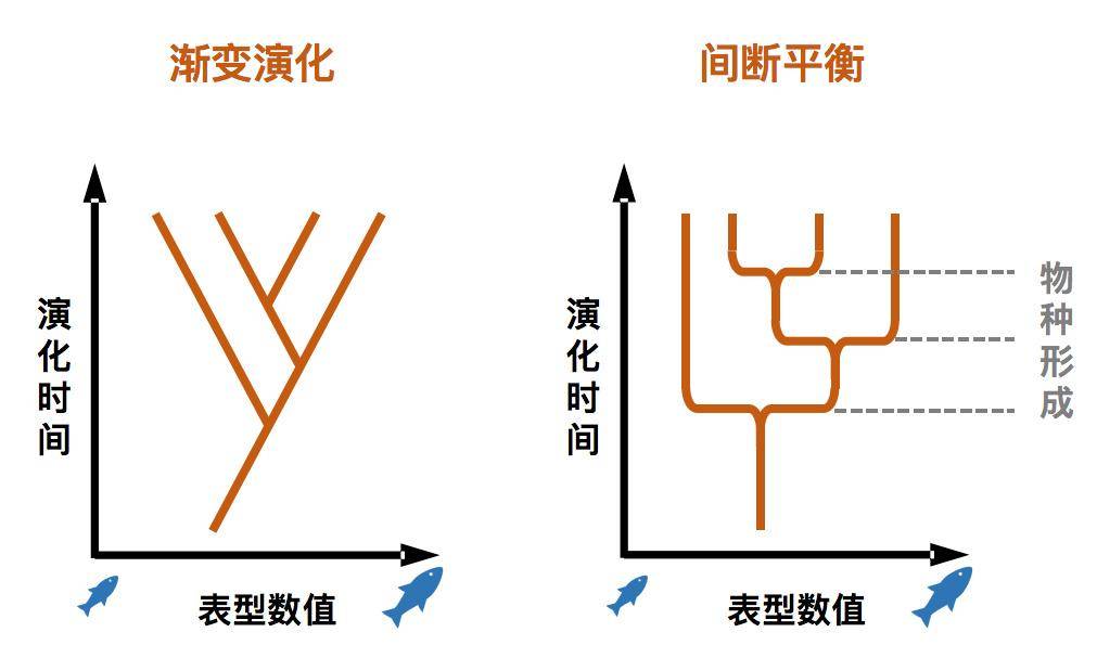 有的生物几亿年没变样是演化真的停滞了吗